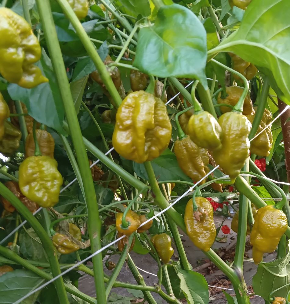 Răsad Ardei - Big Mama Mustard