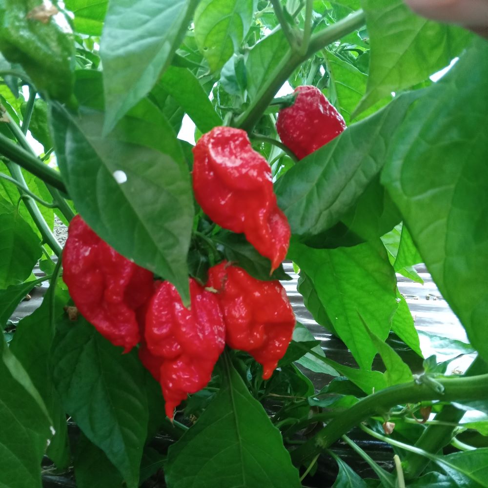 Răsad Ardei - Big Mama Red