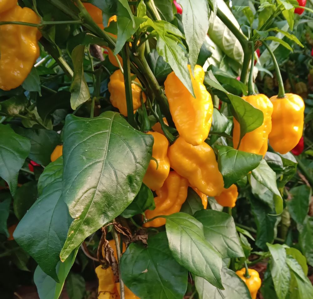 Răsad Ardei - Big Mama Gold