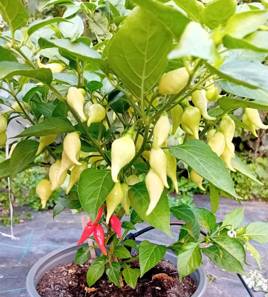 Răsad Ardei - Biquinho Red