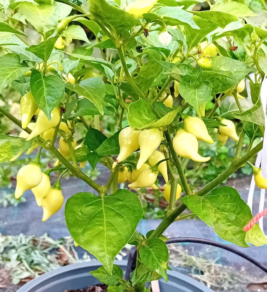 Răsad Ardei - Biquinho Yellow