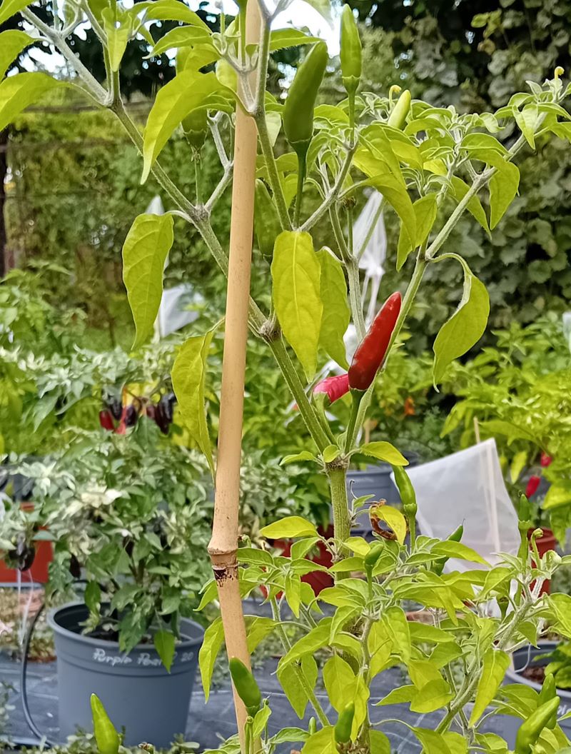 Răsad Ardei - Black Cobra