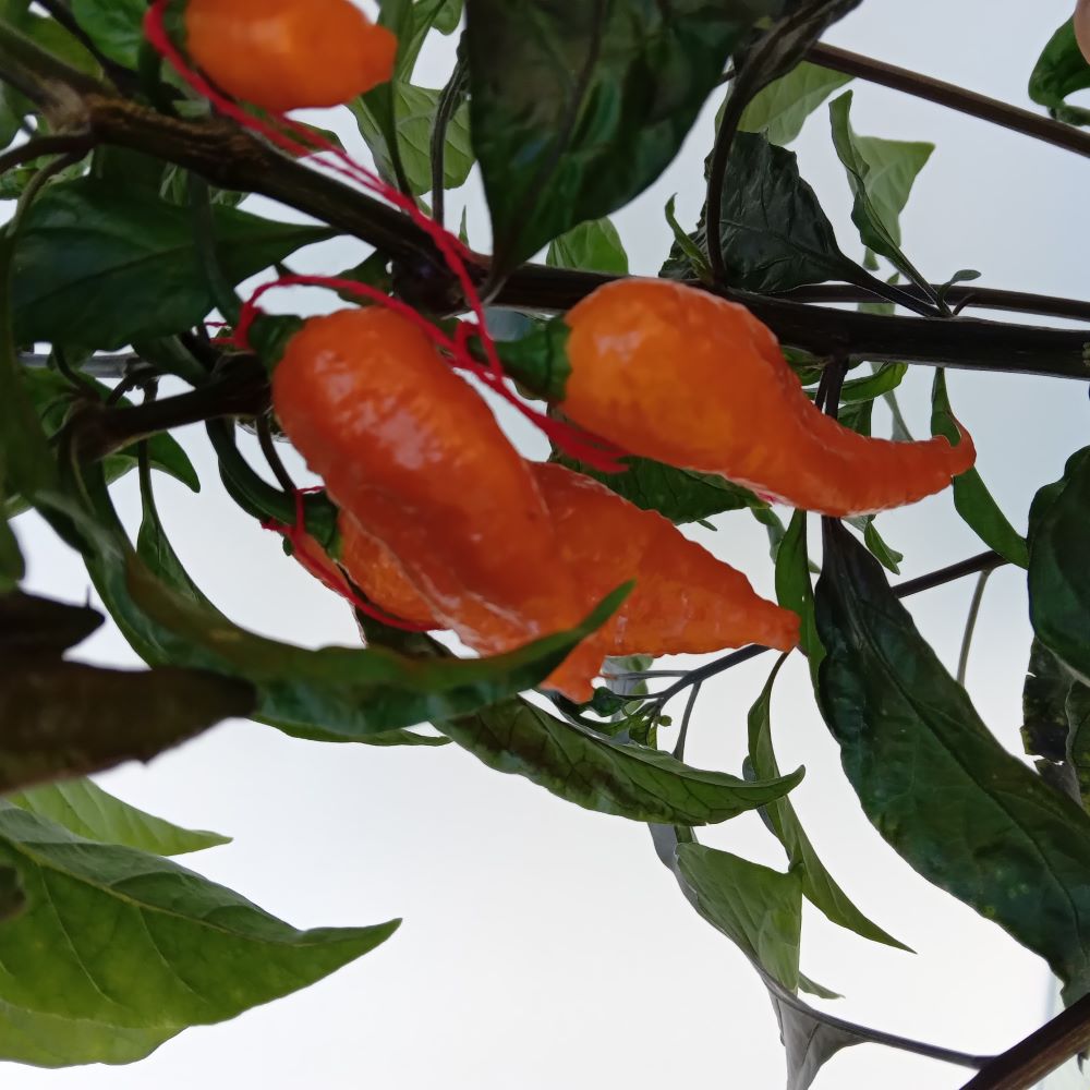 Răsad Ardei - Black Panter Orange