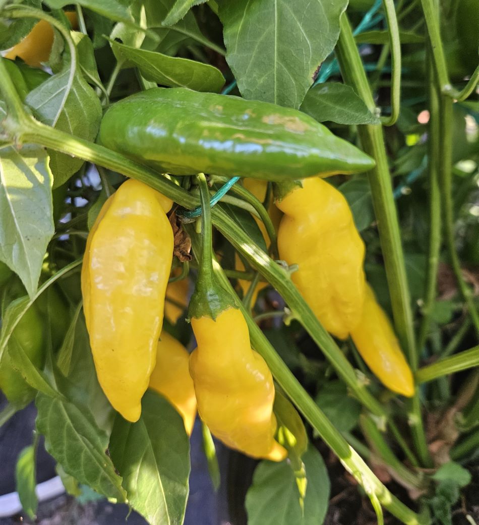 Răsad Ardei - Blended Lemon