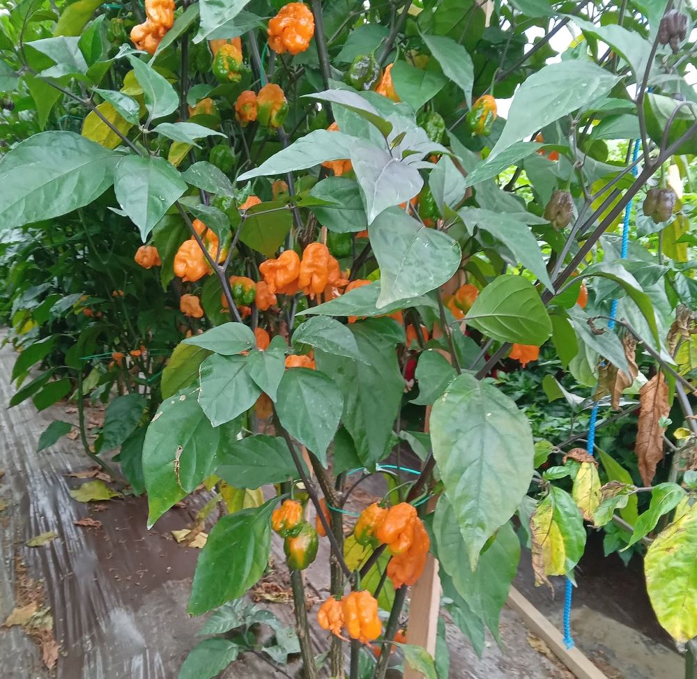 Răsad Ardei - Blush Reaper