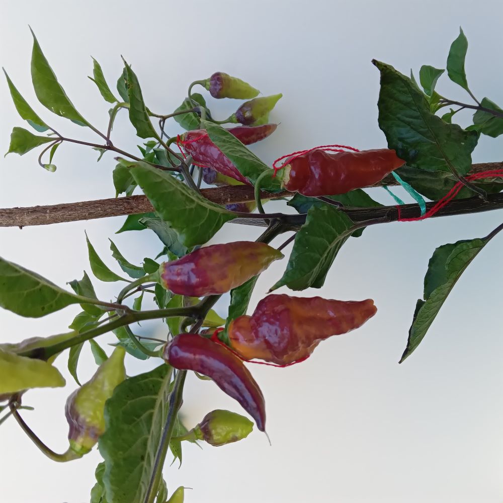 Răsad Ardei - Bolivian Bumpy Carmen