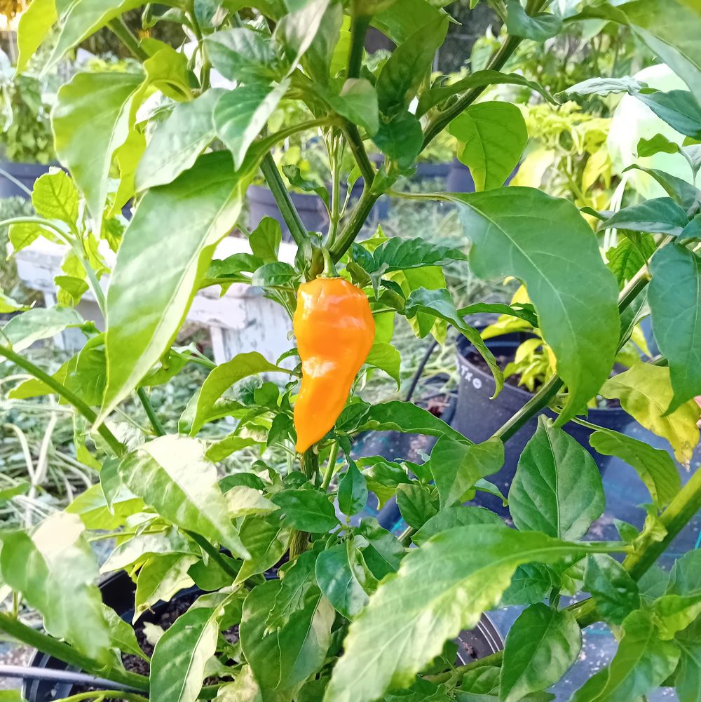 Pepper Seedling - Habanero Yucatan