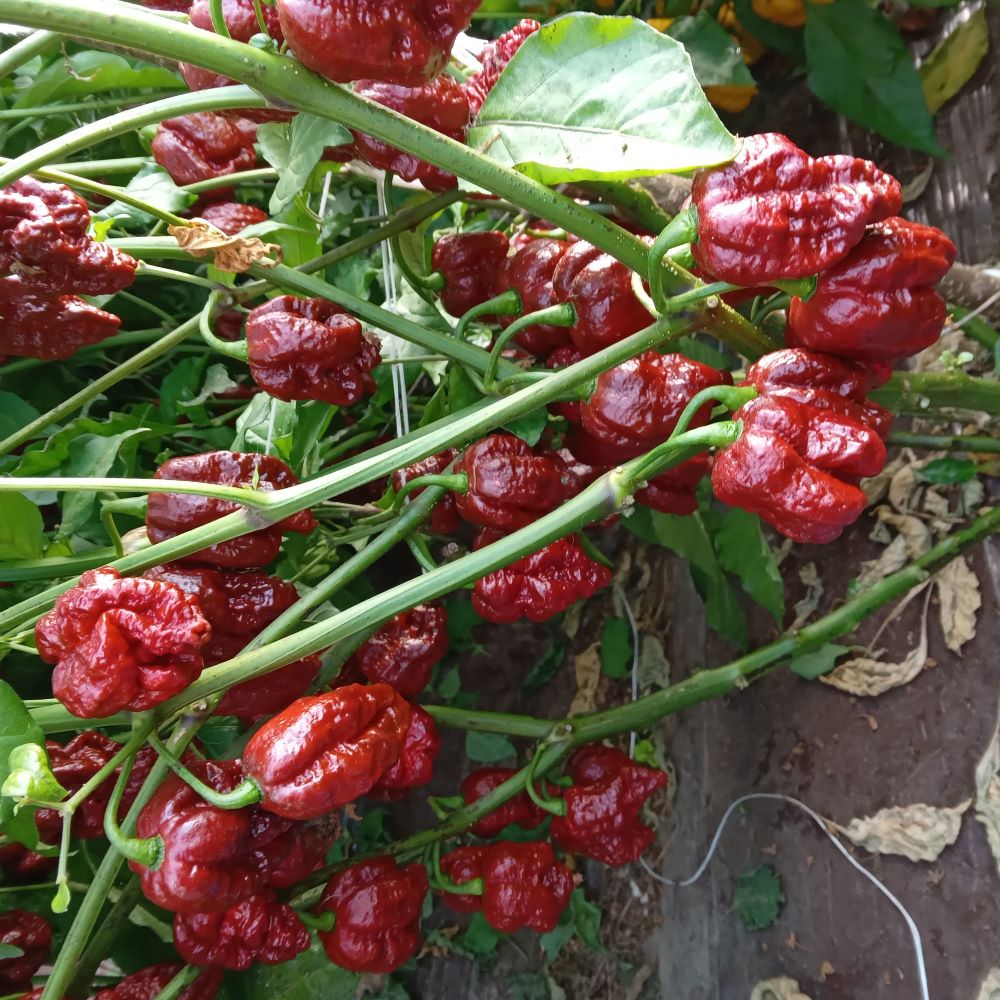 Răsad Ardei - Borg 9 Chocolate