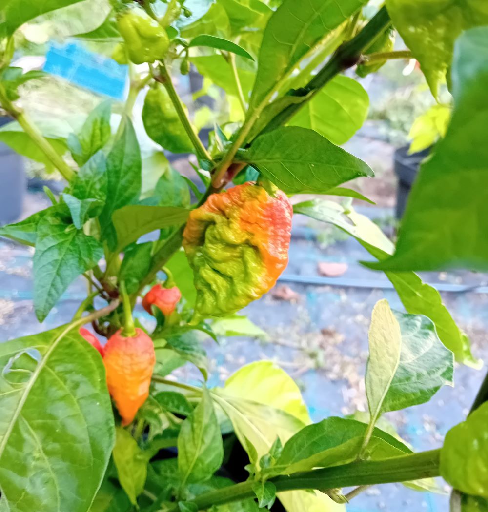 Răsad Ardei - Borg 9 Red