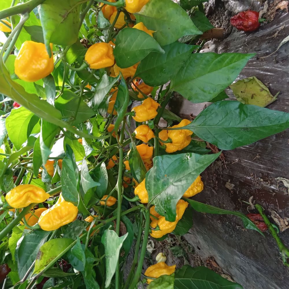 Răsad Ardei - Borg 9 Yellow