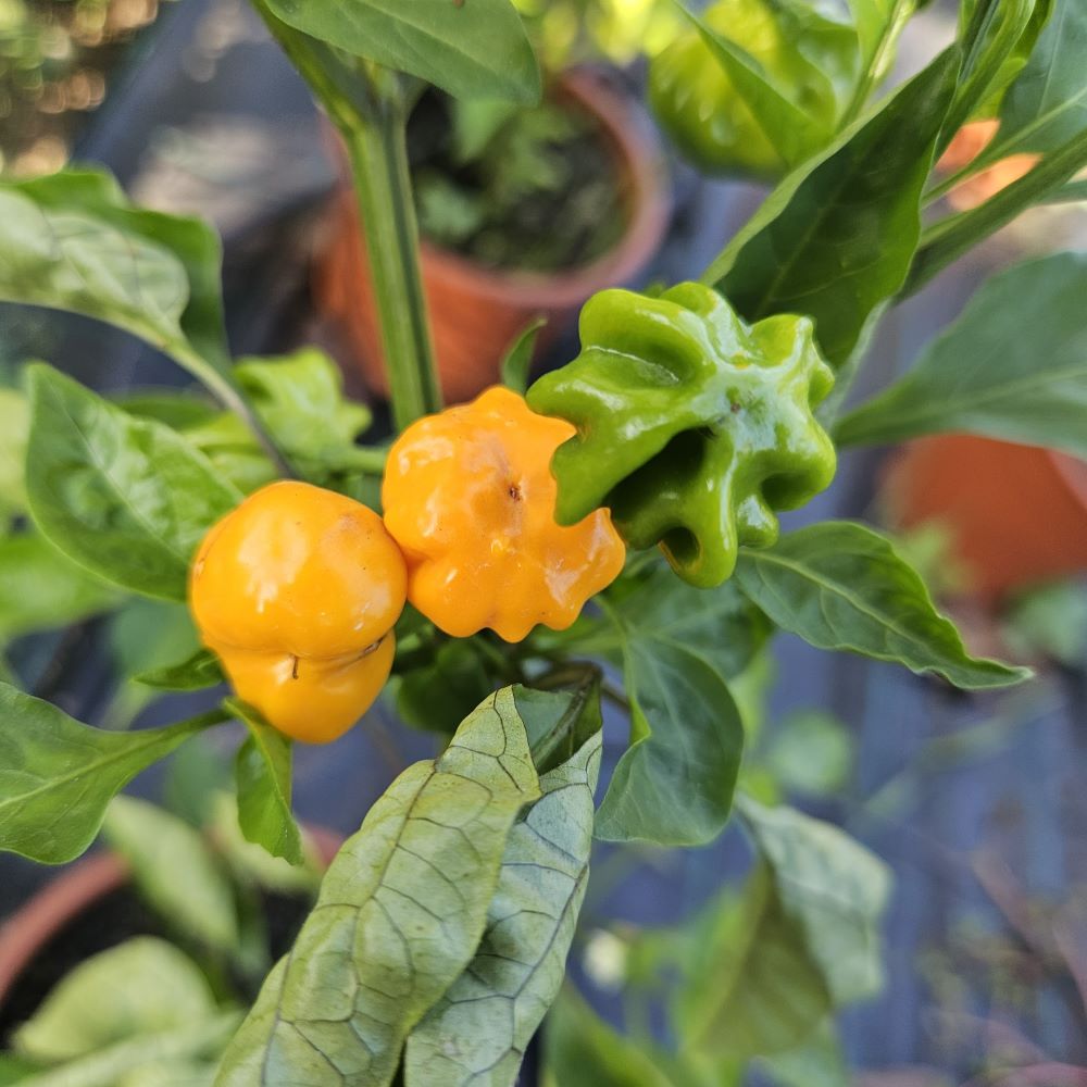 Răsad Ardei - Brazilian Starfish Orange