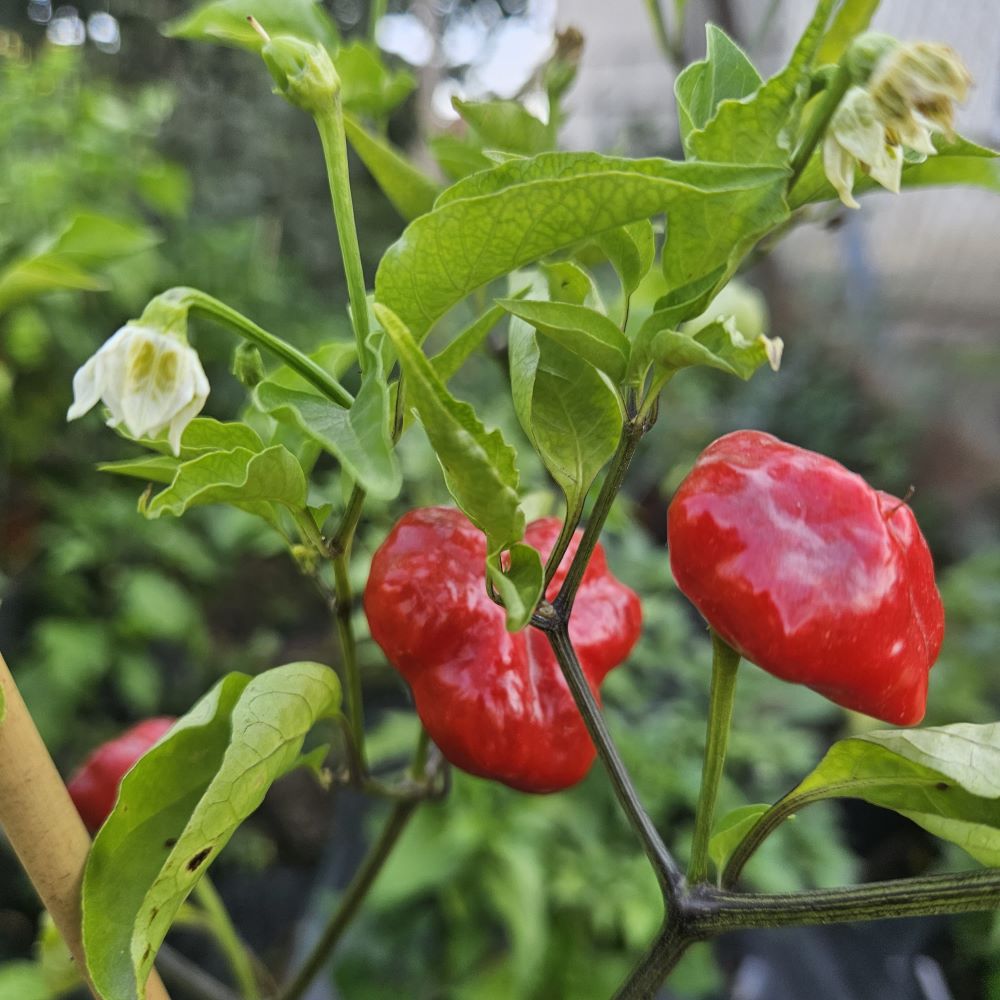 Răsad Ardei - Brazilian Starfish Red