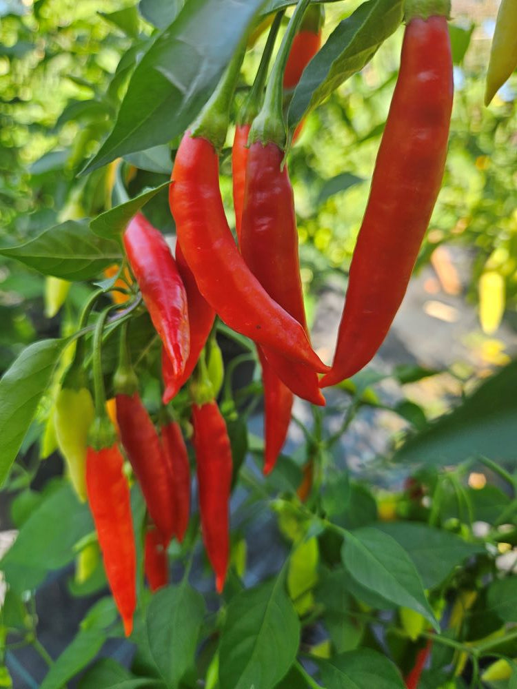 Răsad Ardei - Brigits Locoto