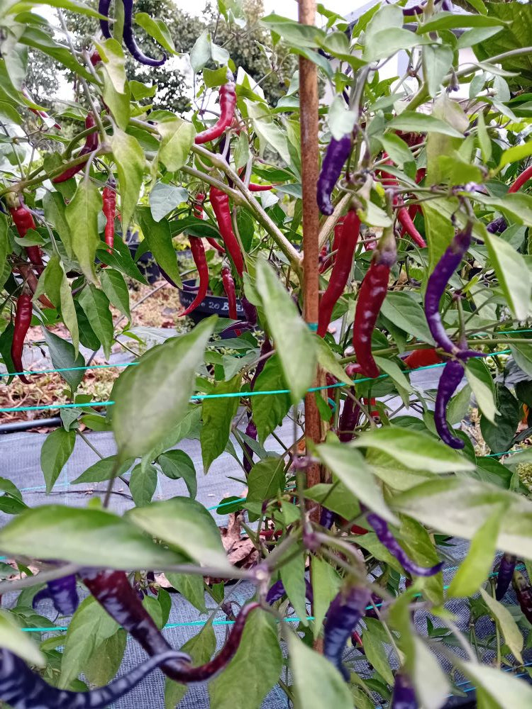 Răsad Ardei - Buena Mulata