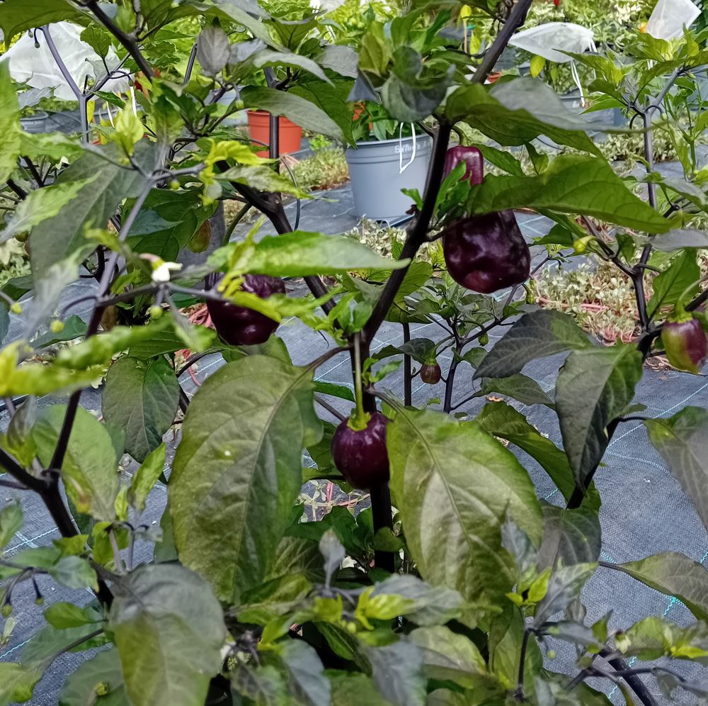 Răsad Ardei - CGN 21500