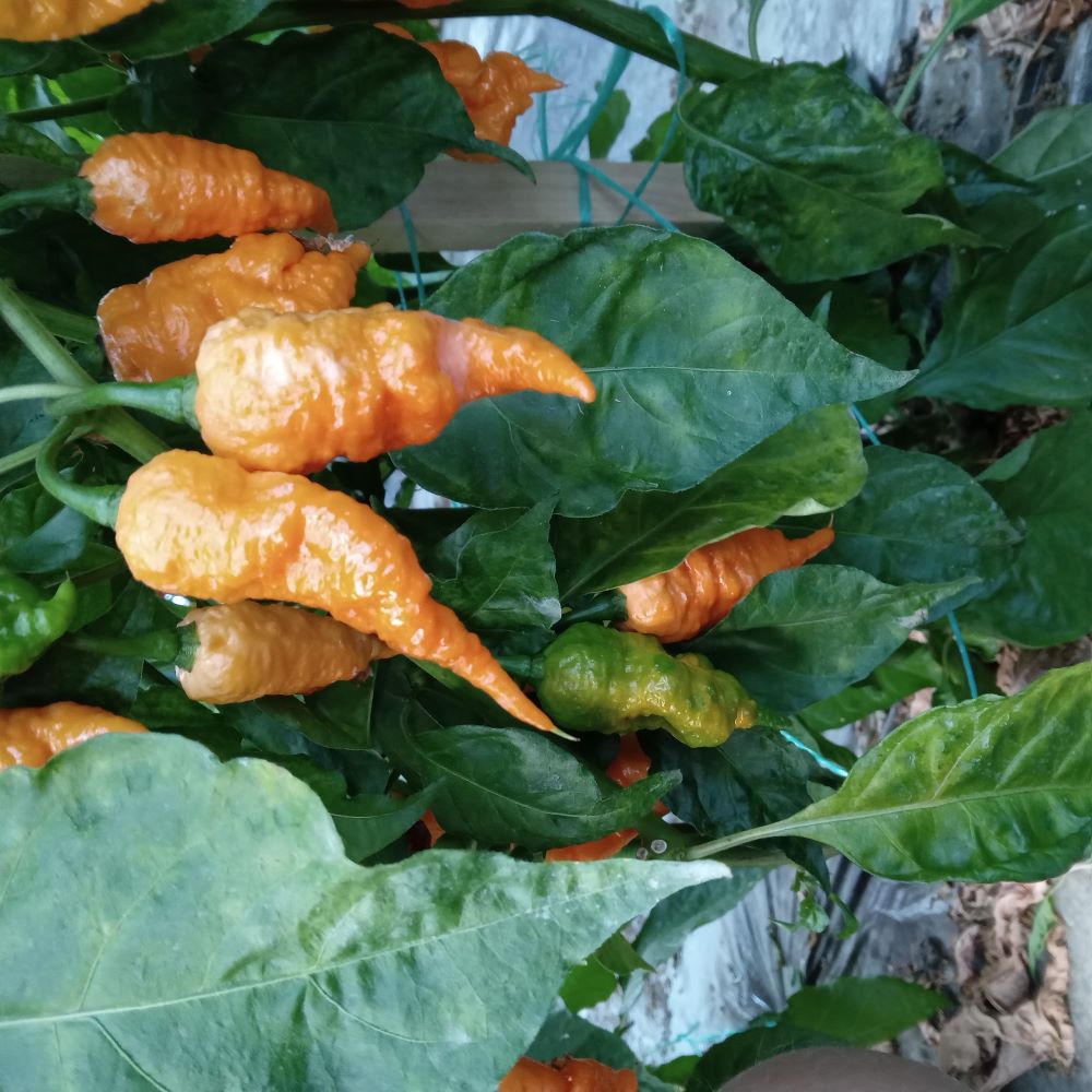 Răsad Ardei - California Reaper