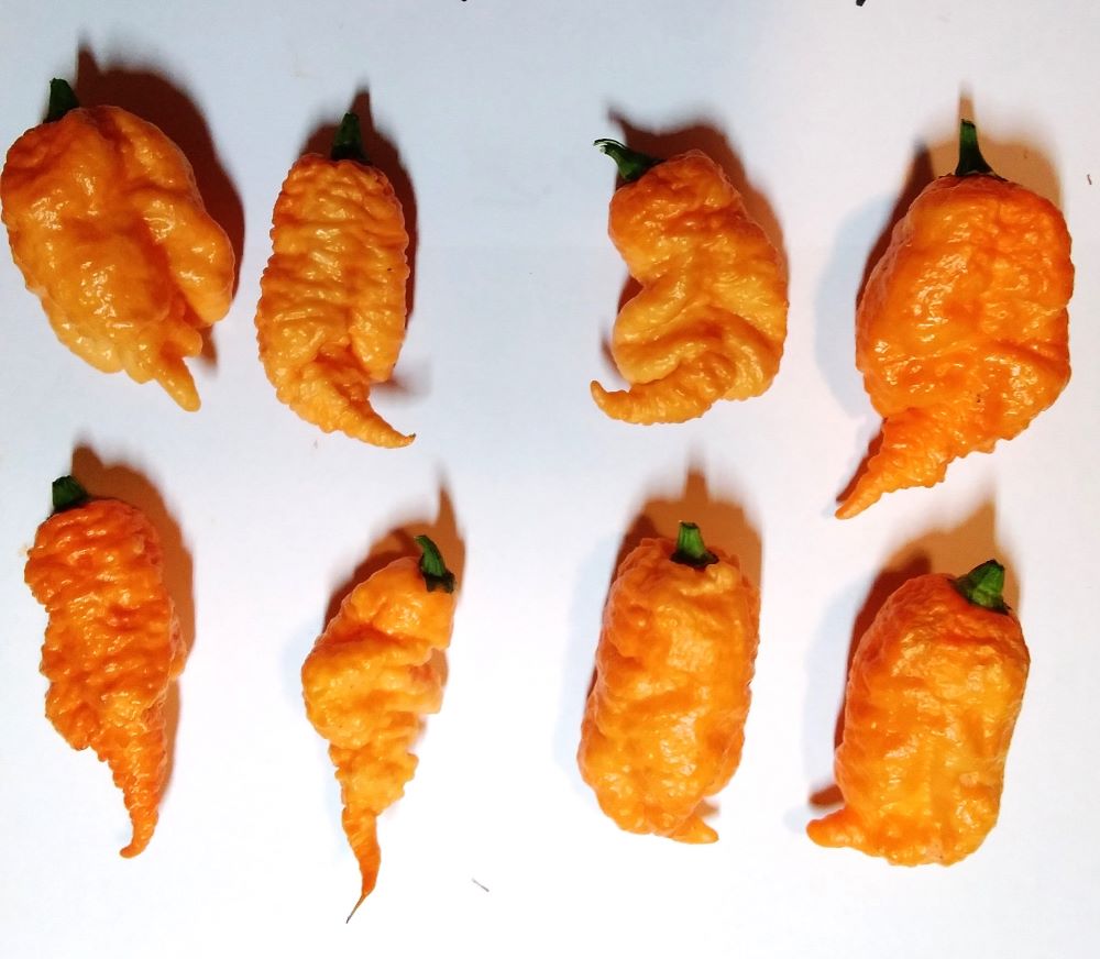 Răsad Ardei - California Reaper