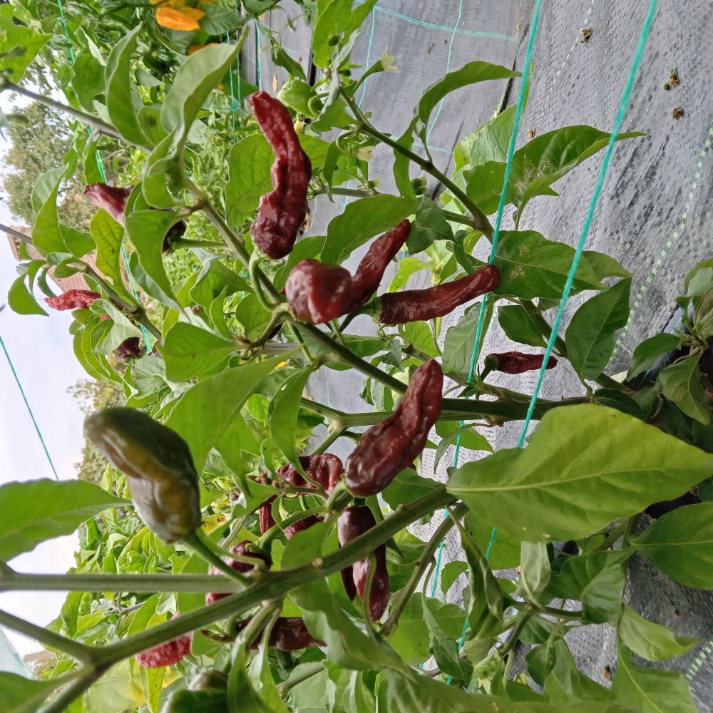 Răsad Ardei - Carbonero Brown