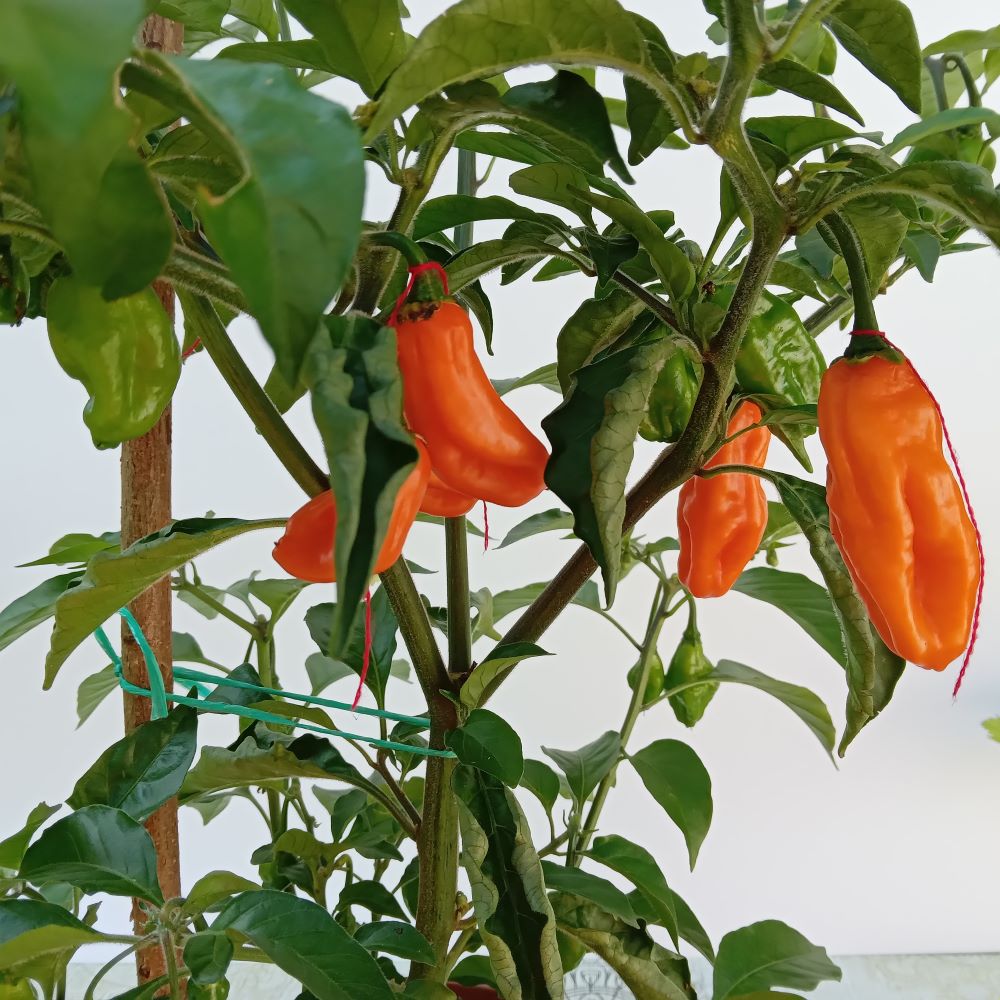 Răsad Ardei - Carbonero Orange