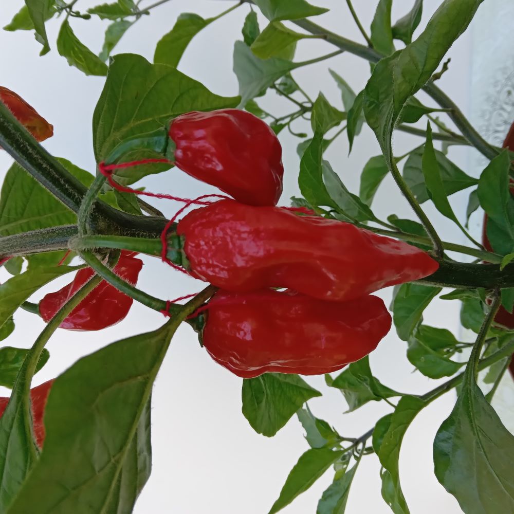 Răsad Ardei - Carbonero Red