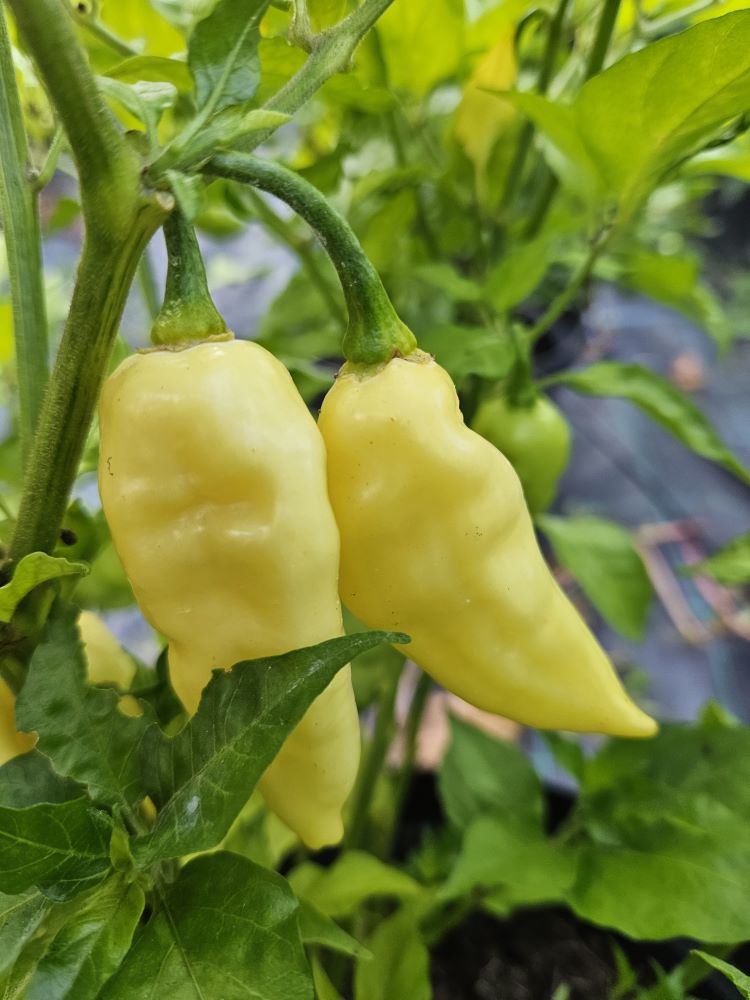 Răsad Ardei - Carbonero White