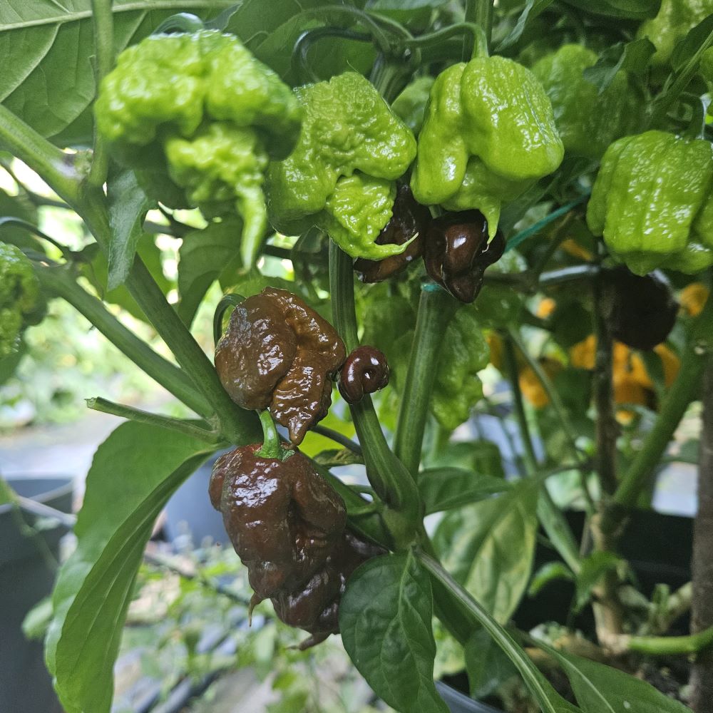 Seminţe Ardei - Carolina Reaper Chocolate