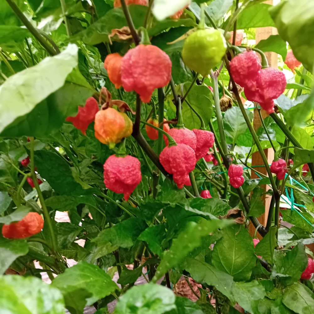 TEST Ardei iute Proaspat Carolina Reaper Red