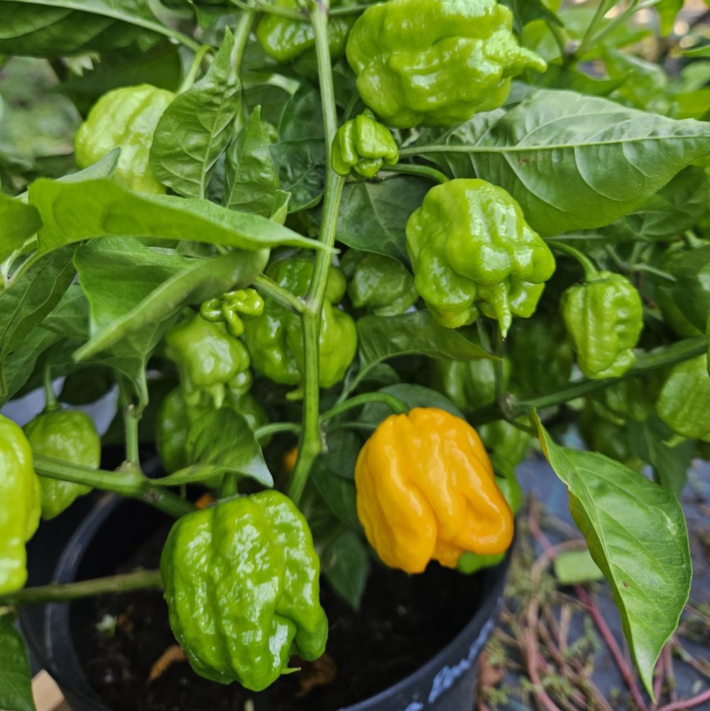 Răsad Ardei - Carolina Reaper x 7 POD Primo Yellow