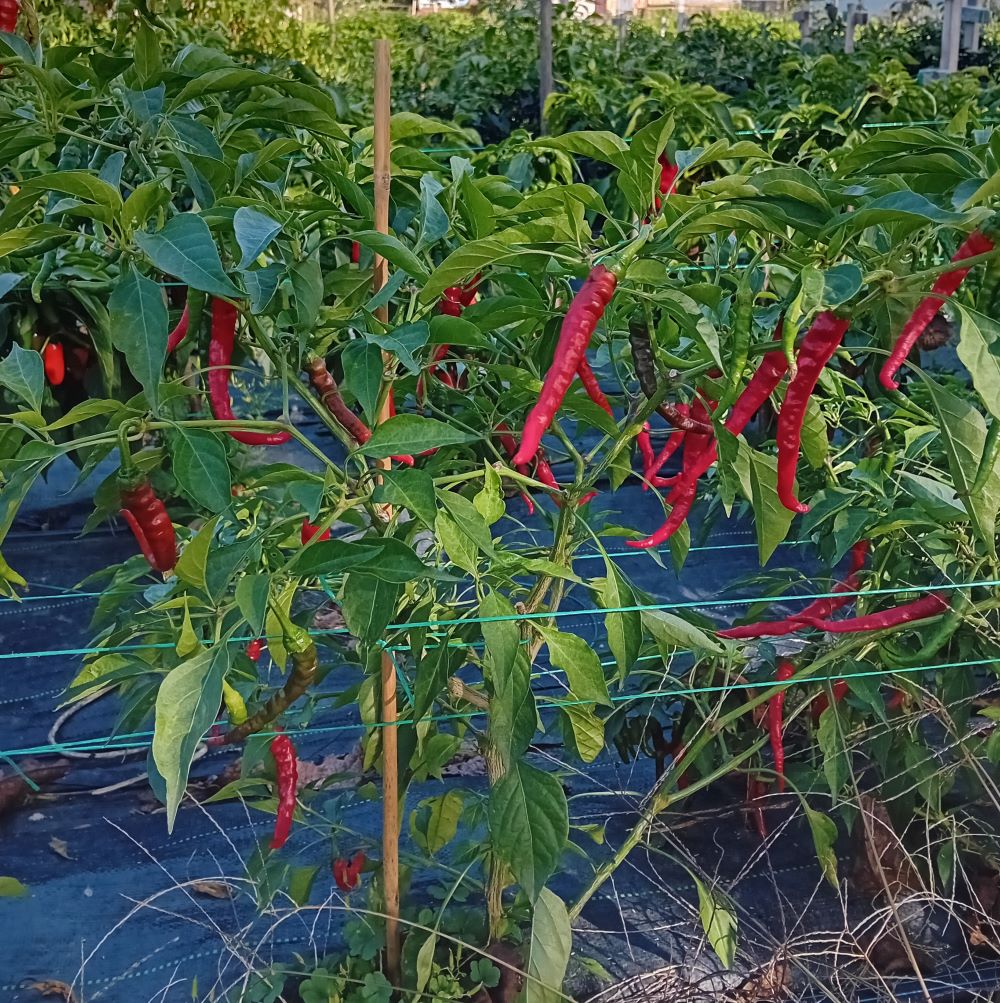 Răsad Ardei - Cayenne Long Slim