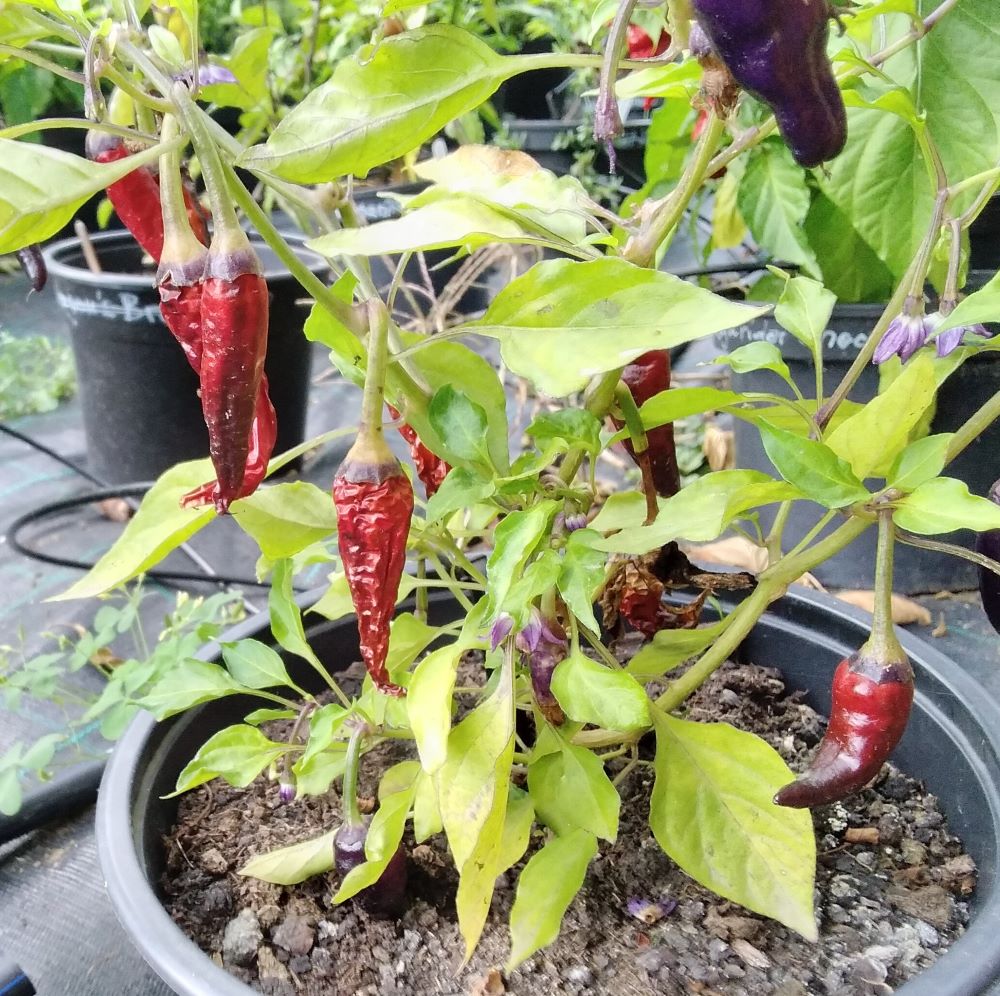 Răsad Ardei - Cayenne Purple Down