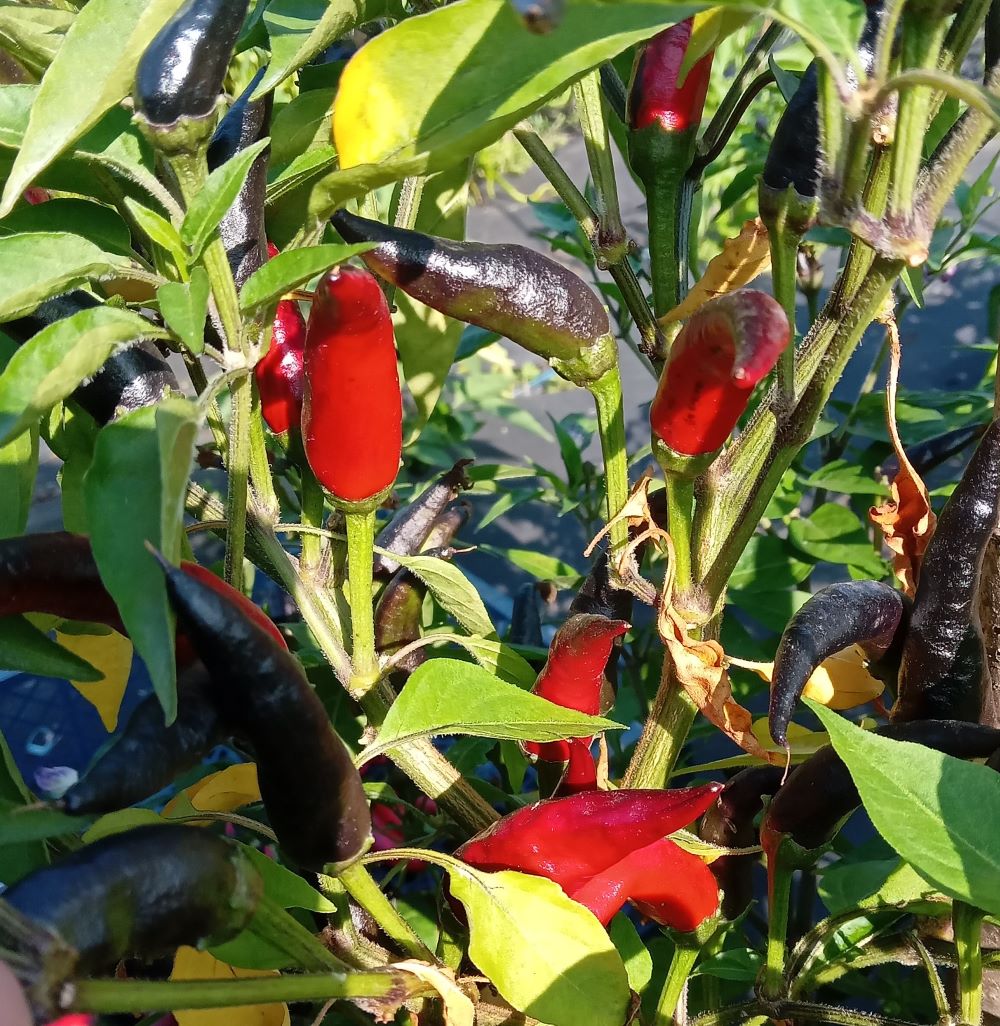 Răsad Ardei - Cayenne Long Slim