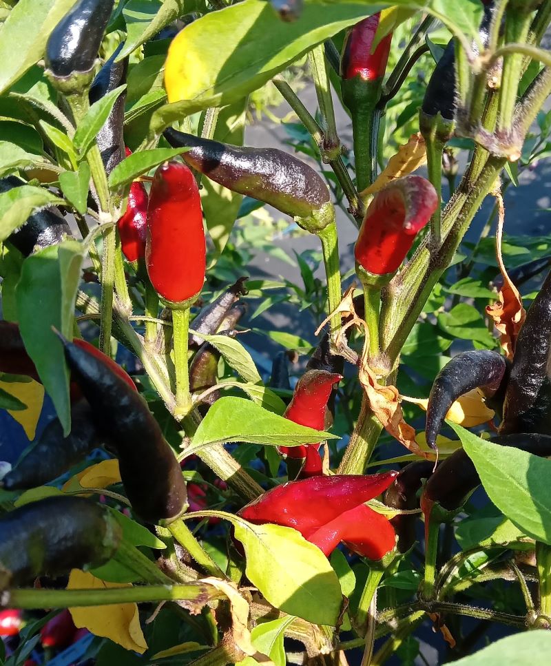 Răsad Ardei - Cayenne Purple Up