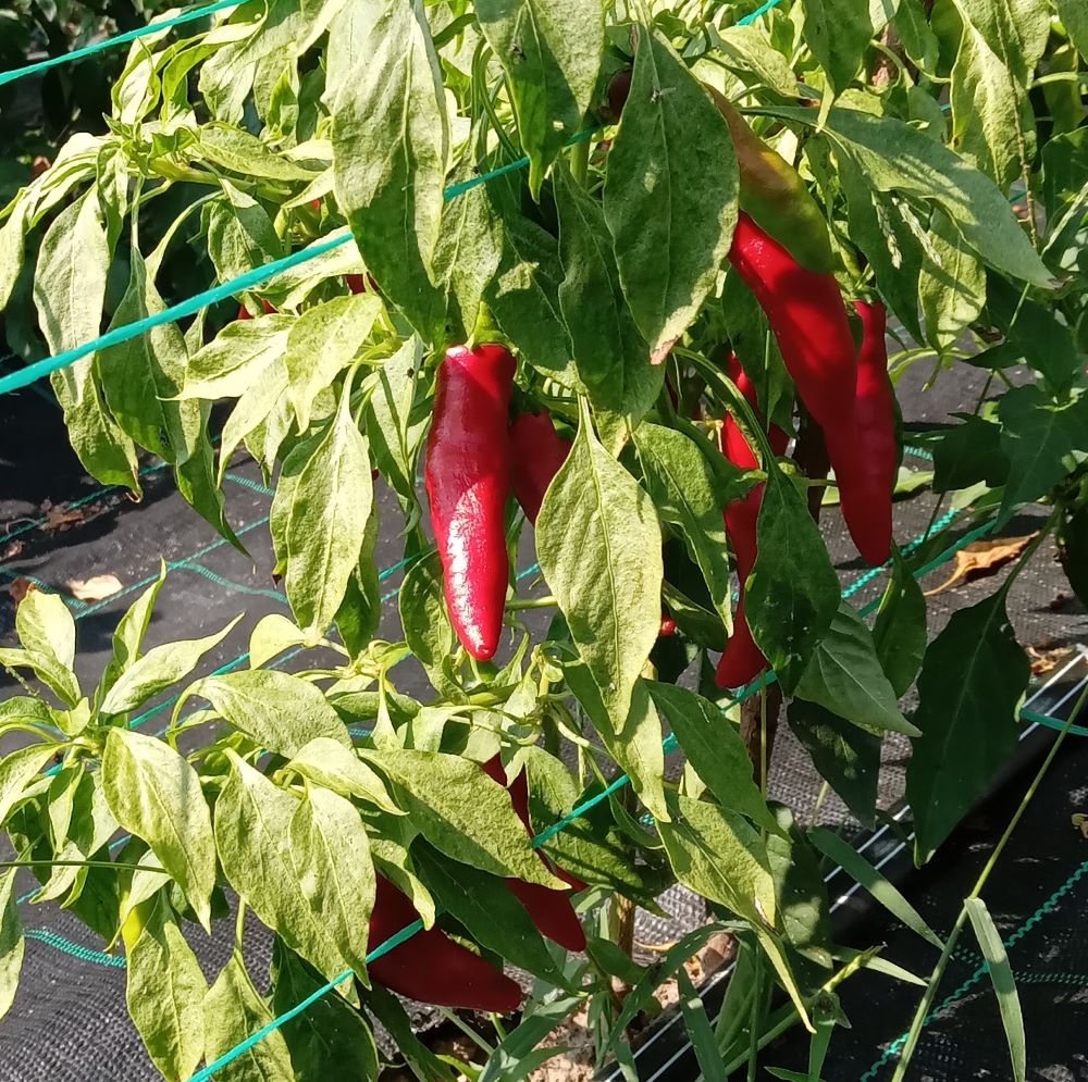 Răsad Ardei - Cayenne Red