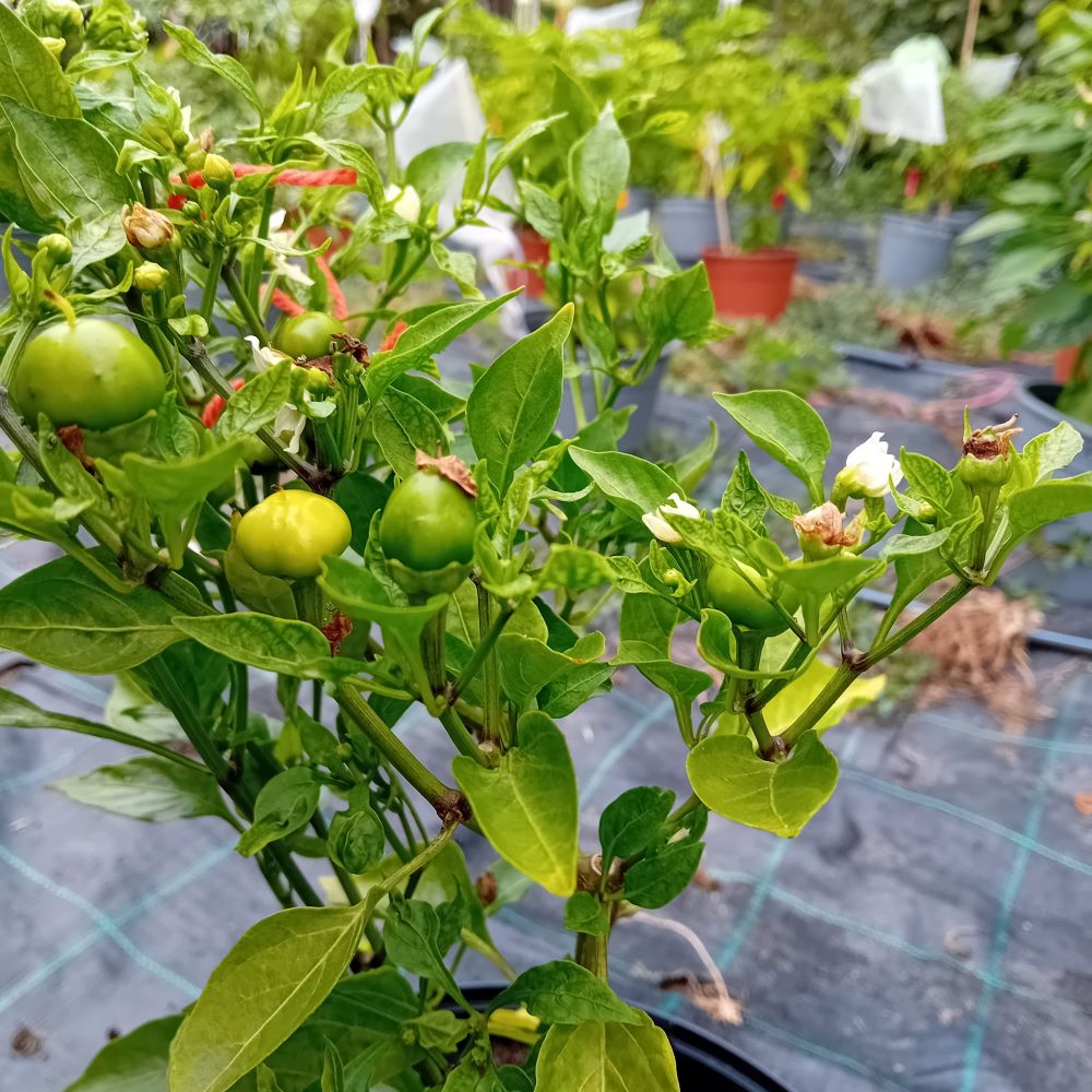 Răsad Ardei - Cherry Bomb Orange