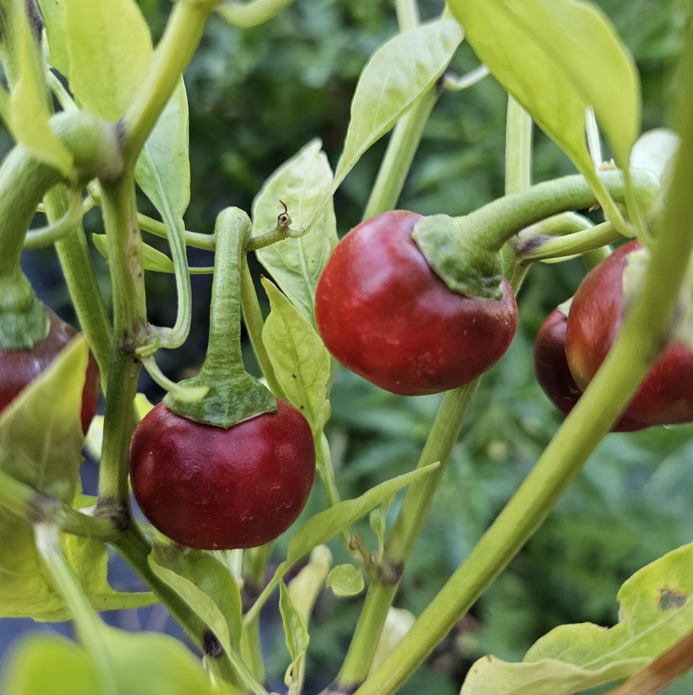 Răsad Ardei - Cherry Bomb Red
