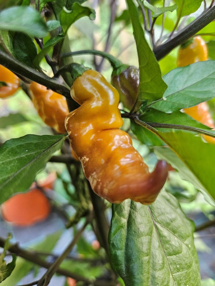 Răsad Ardei - Choco Ghost Jami