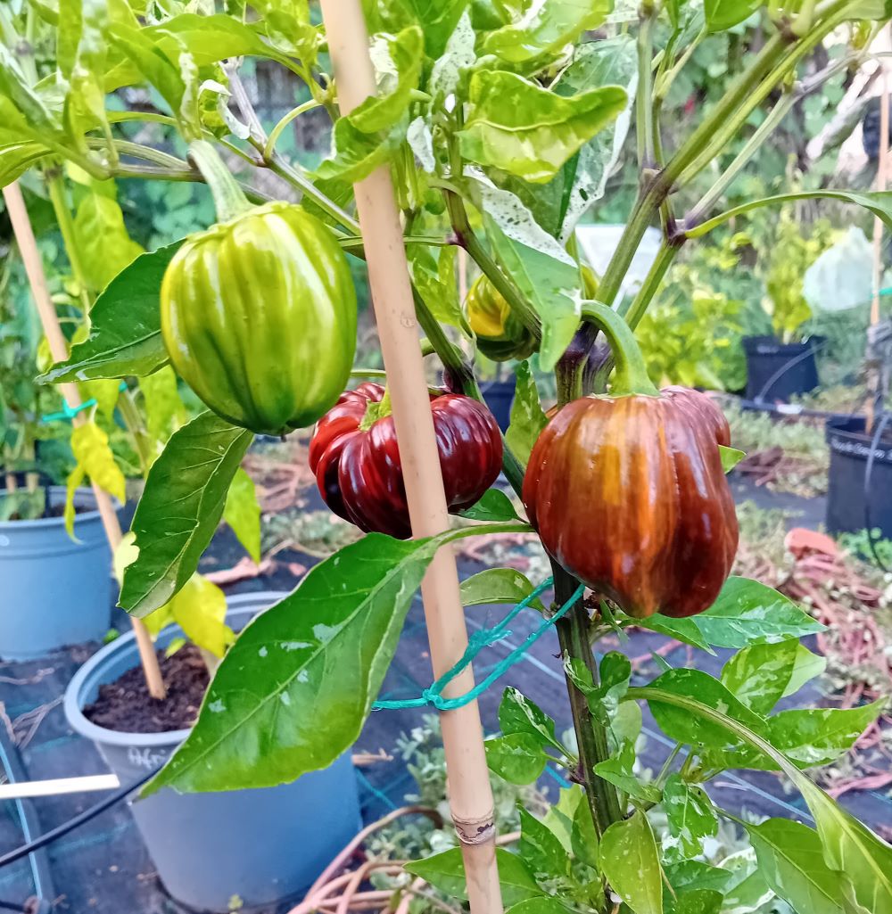 Răsad Ardei - Chocolate Candy Cane