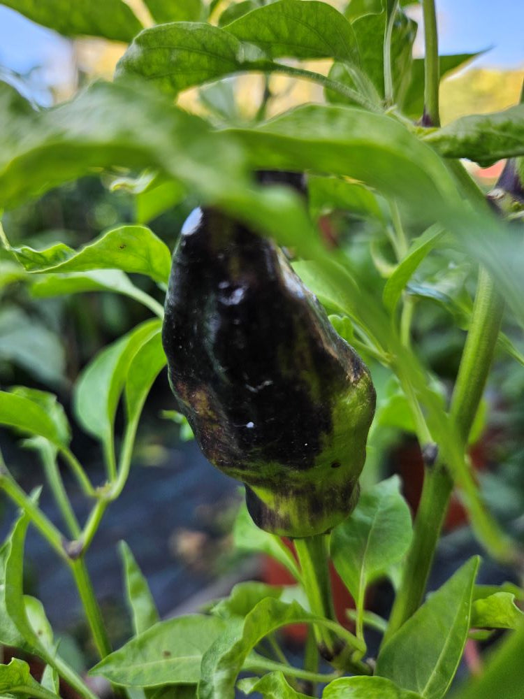 Răsad Ardei - Comstock Purple