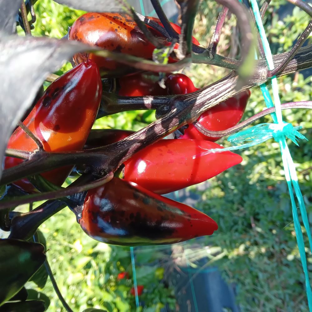 Răsad Ardei - Count Dracula