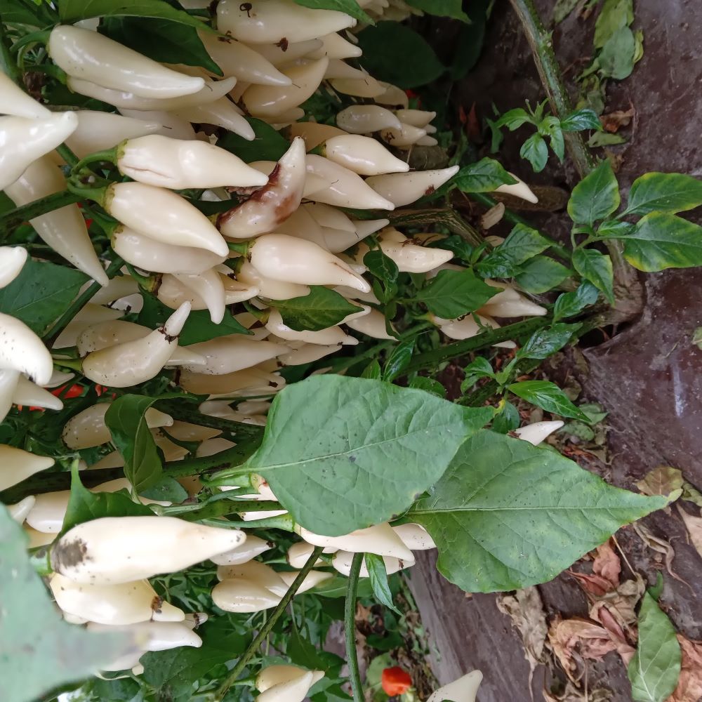 Răsad Ardei - Coyote Zan White