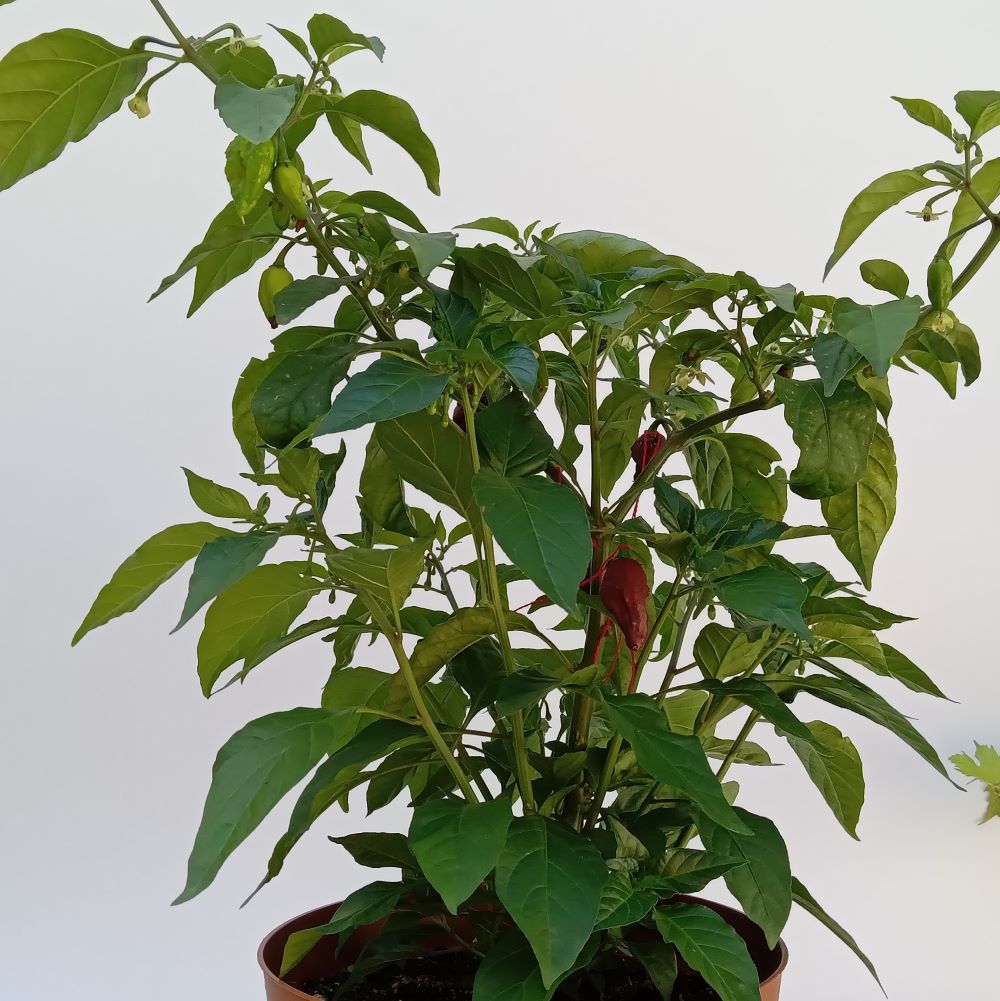 Răsad Ardei - Crazy Head Chocolate