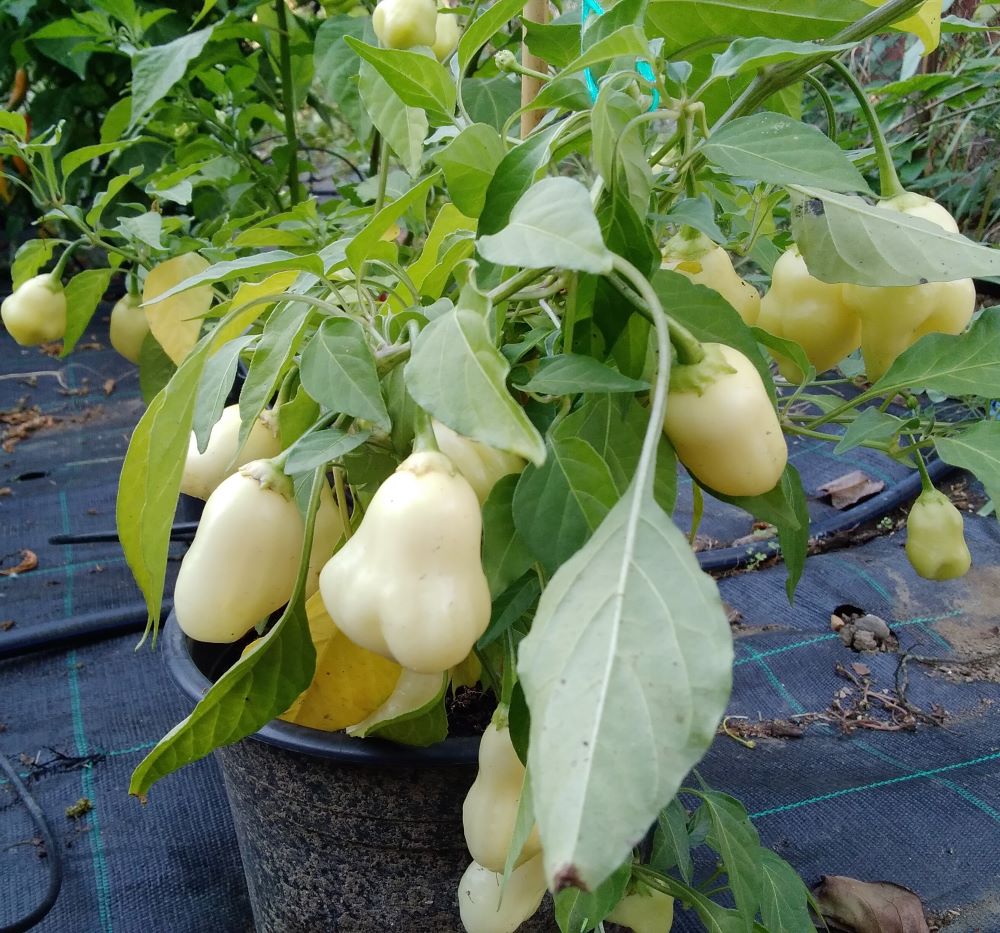 Răsad Ardei - Cream Fantasy