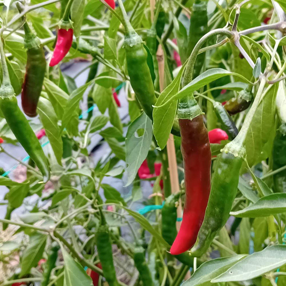 Răsad Ardei - Dark Rios Lava