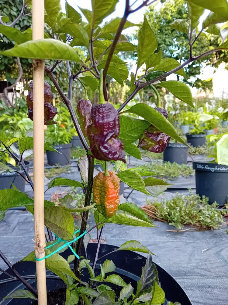 Răsad Ardei - Darth Maul