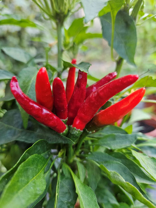 Răsad Ardei - De Arbol