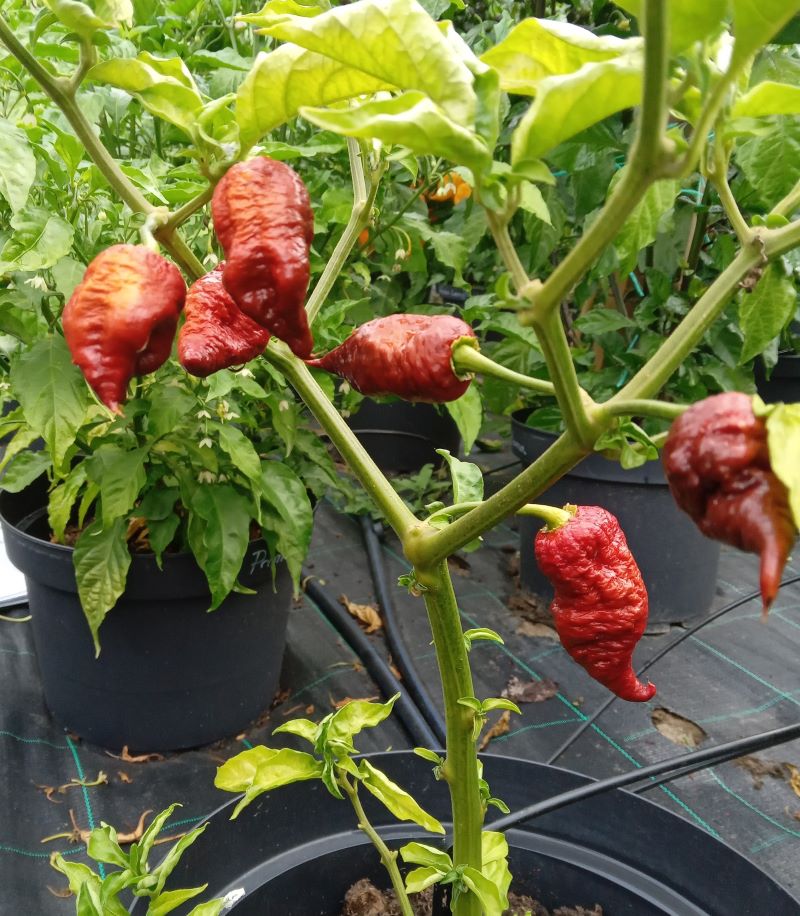 Răsad Ardei - Death Spiral Chocolate