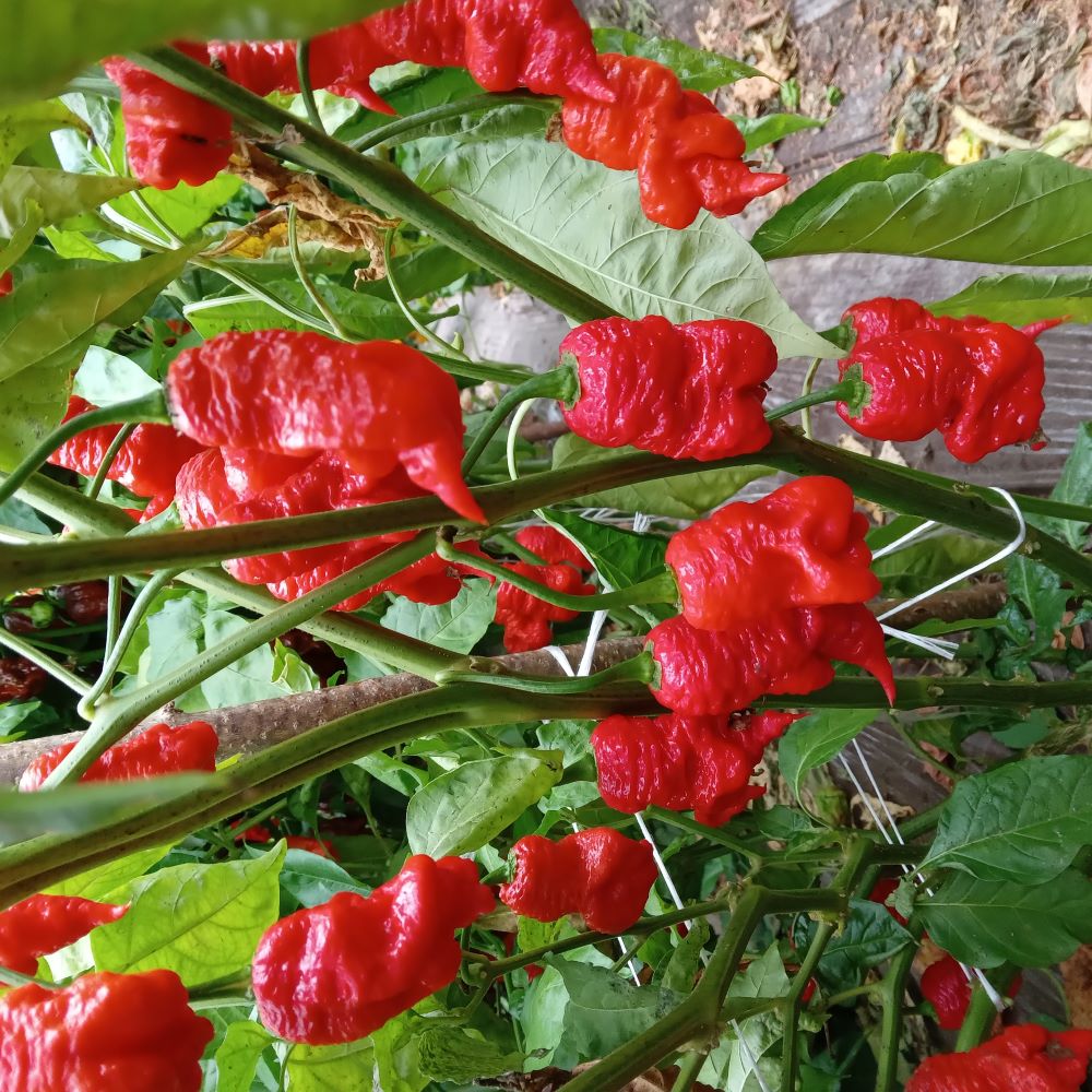 Răsad Ardei - Death Spiral Red