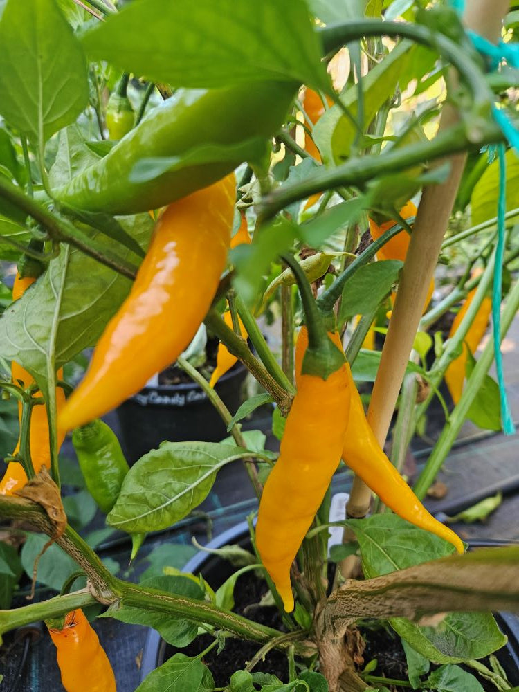 Pepper Seedling - Dedo da Moca