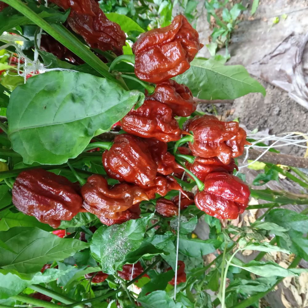 Pepper Seedling - Defko