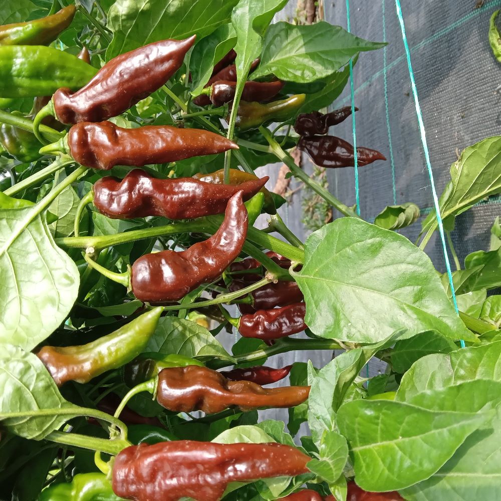 Pepper Seedling - Devil's Tongue Chocolate